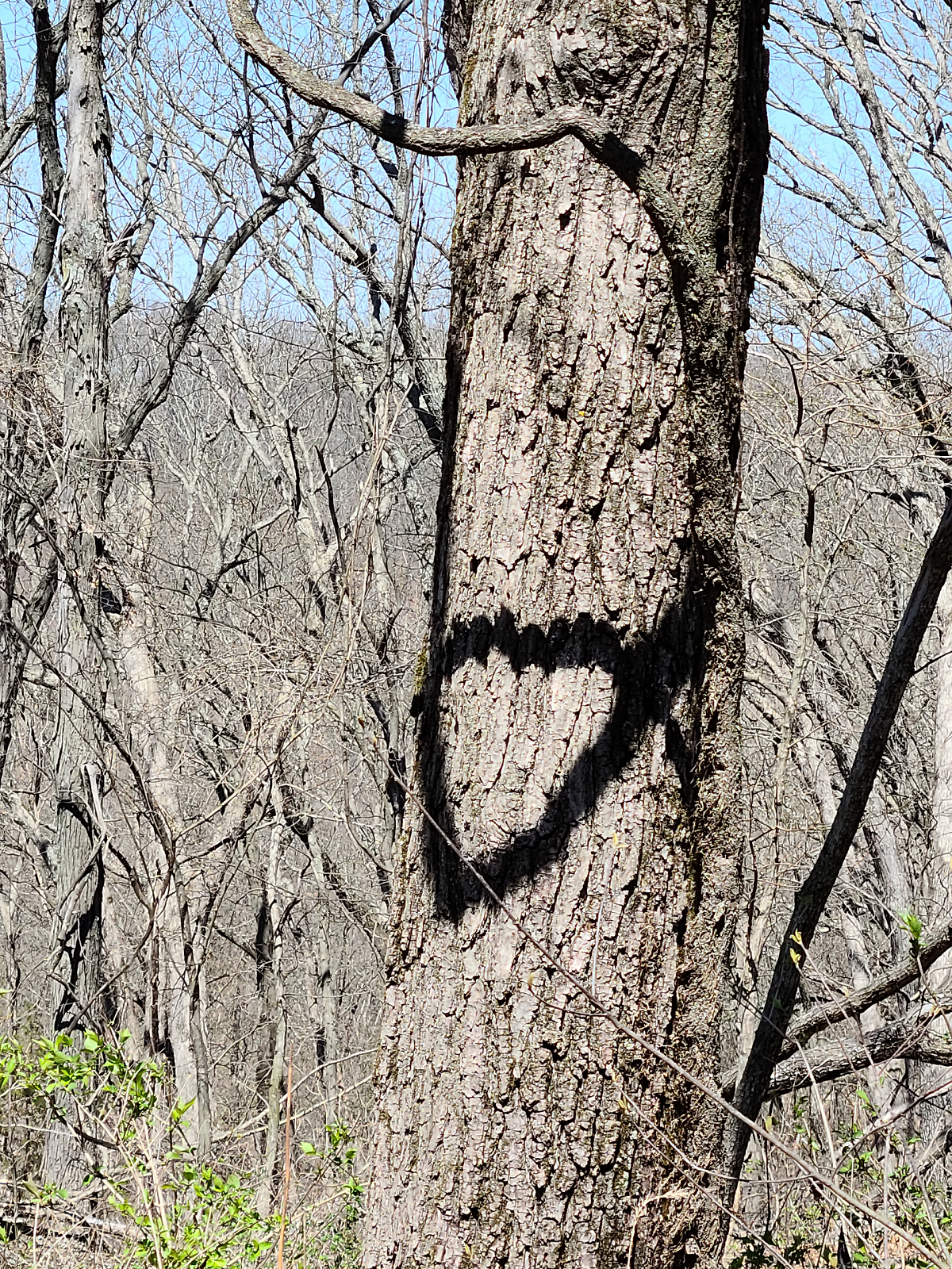 Heart Picture from Hike.